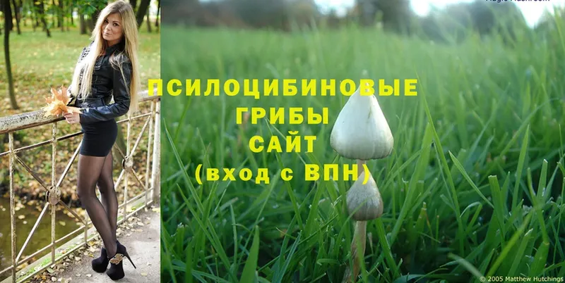 Галлюциногенные грибы Cubensis  Бийск 